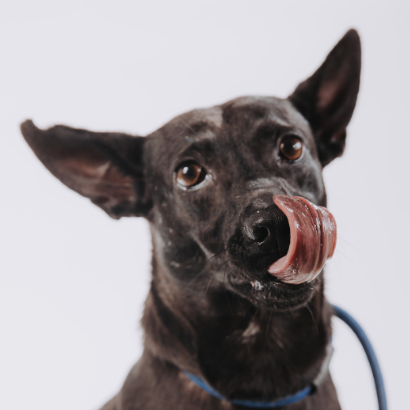 莎莎 - PACK Taiwan 巴克幫-浪犬之家 | Adoptable 狗, 米克斯, PACK Taiwan 巴克幫-浪犬之家